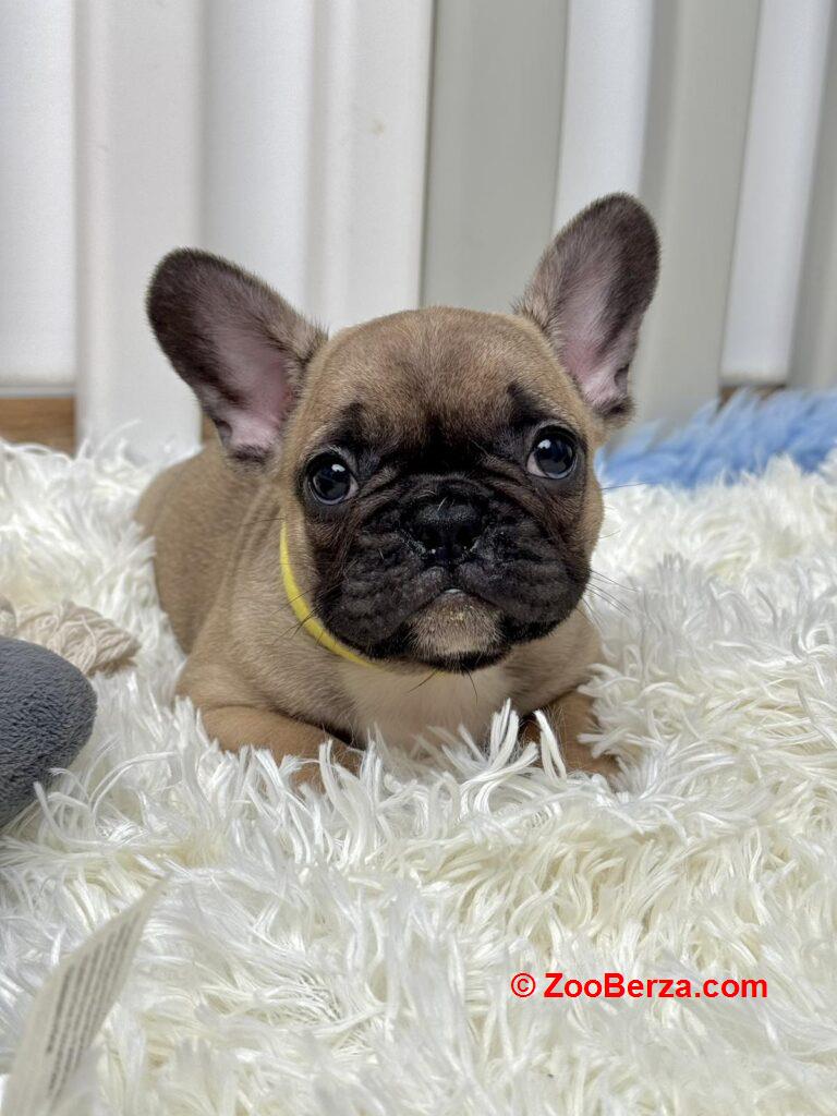 Francuski Buldog prelepi štenci