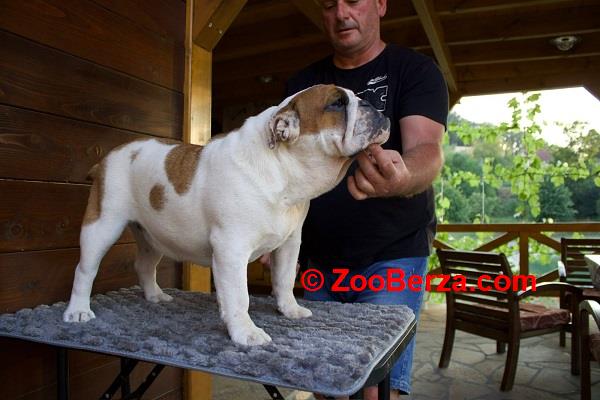 Engleski Buldog, zenka 