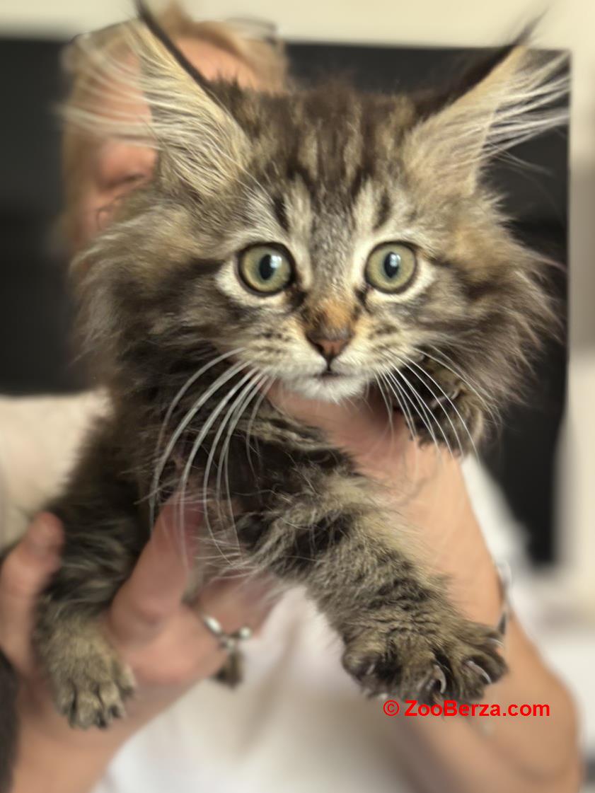 Maine Coon mačići - Zemun