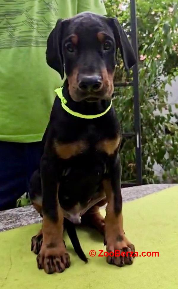 Doberman štenci, šampionskog porekla 