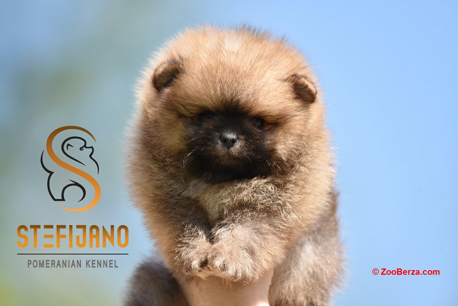 Pomeranac Boo prelepi štenci