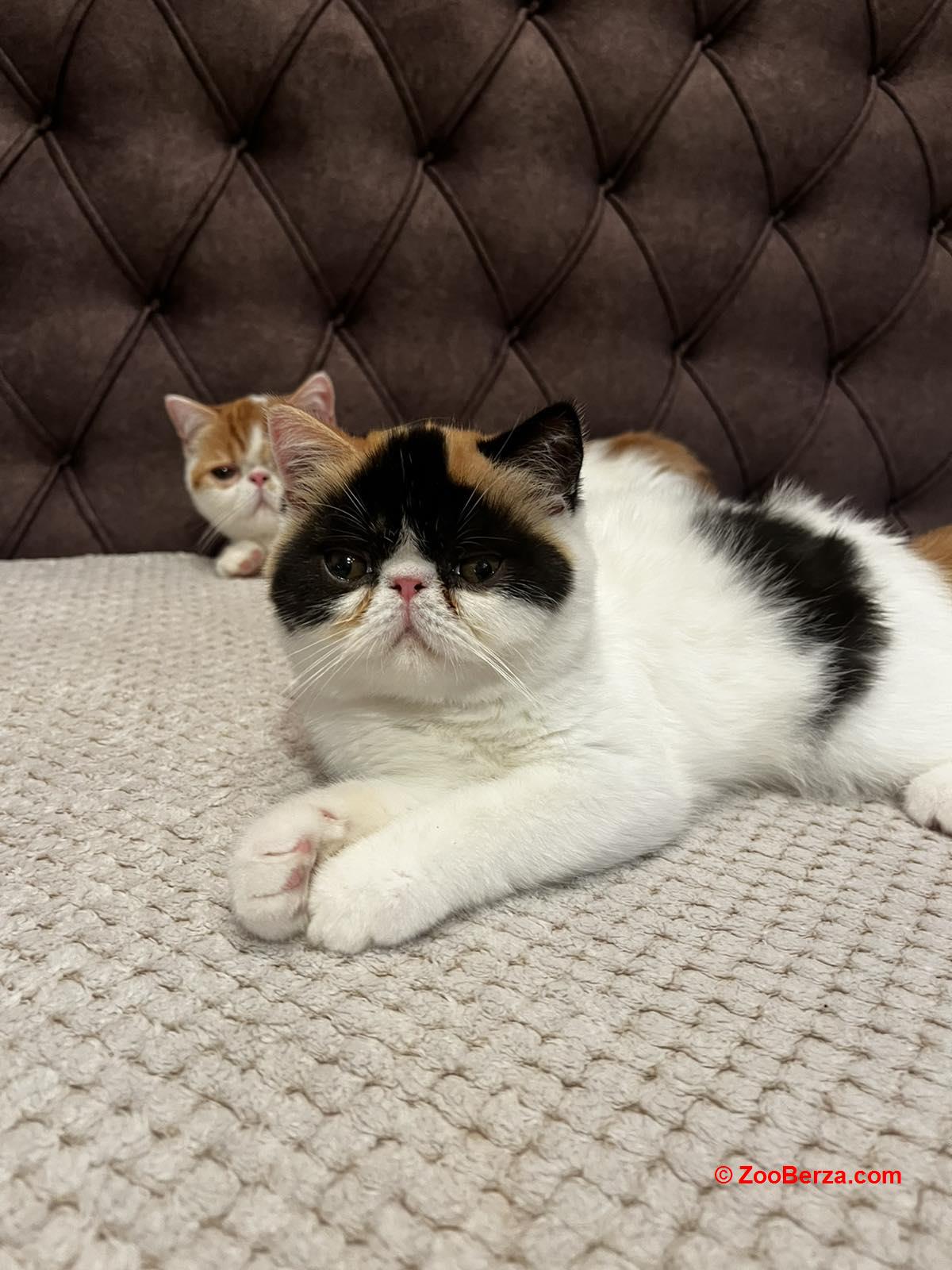 Egzotični kratkodlaki mačići (Exotic Shorthair)