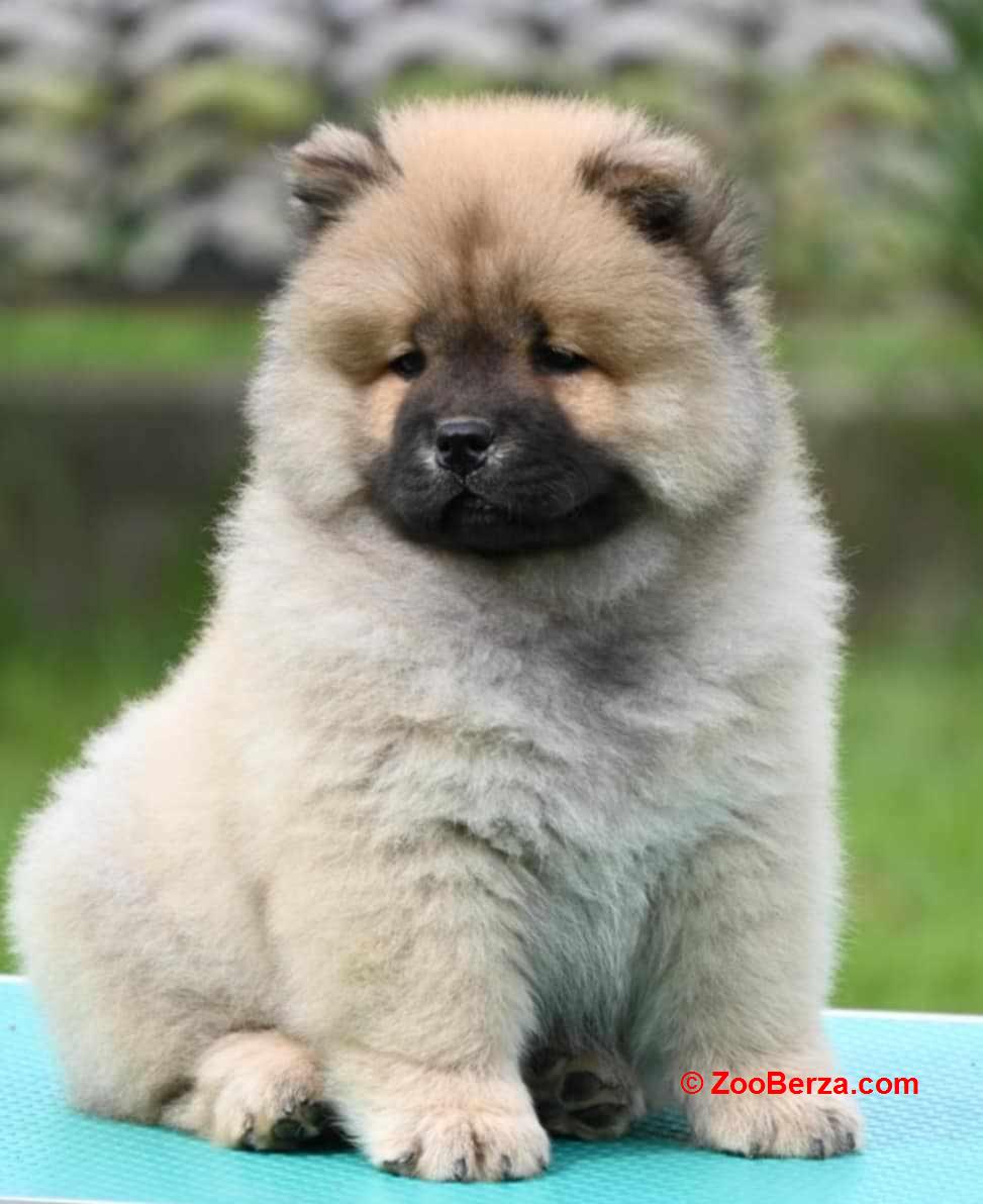 Chow Chow Cau Cau Čau Čau