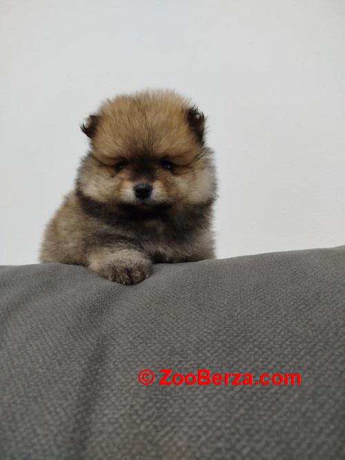 Prelepi Bo medvedici 