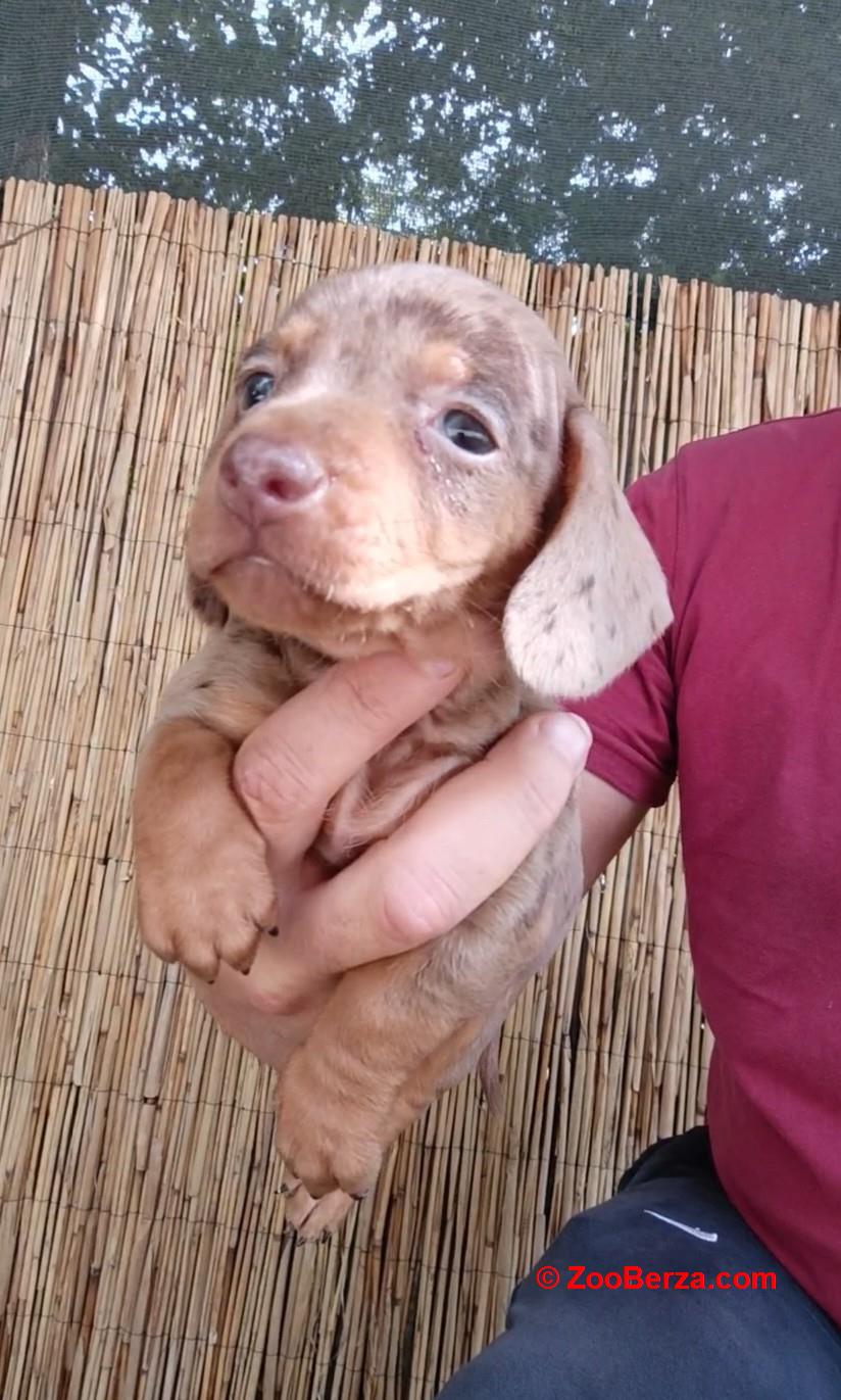 Jazavicar coko merle
