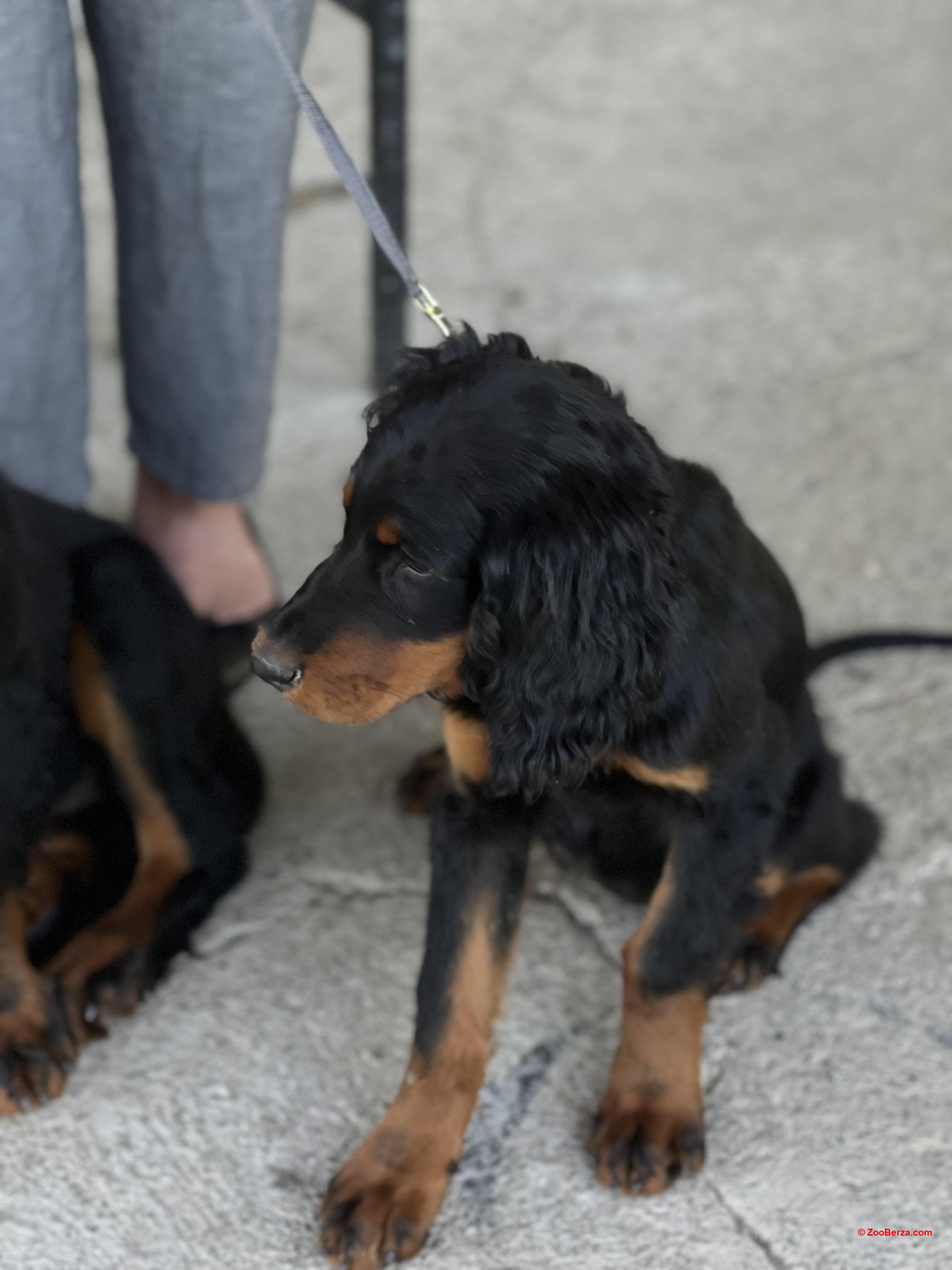 Gordon Setter