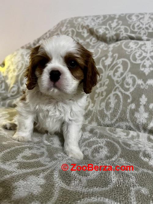 Kavalijer španijel kralja Čarlsa