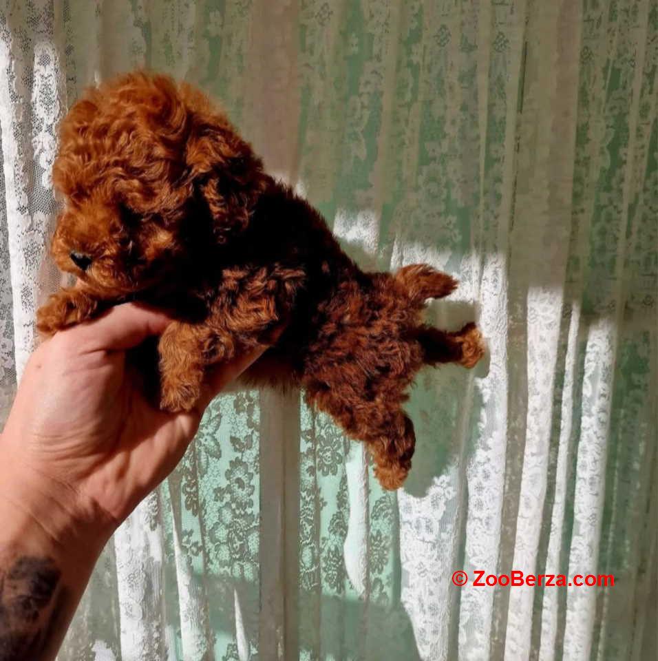 Najmanje pudle, od najlepsih roditelja u Evropi  