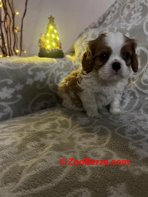 Kavalijer španijel kralja Čarlsa