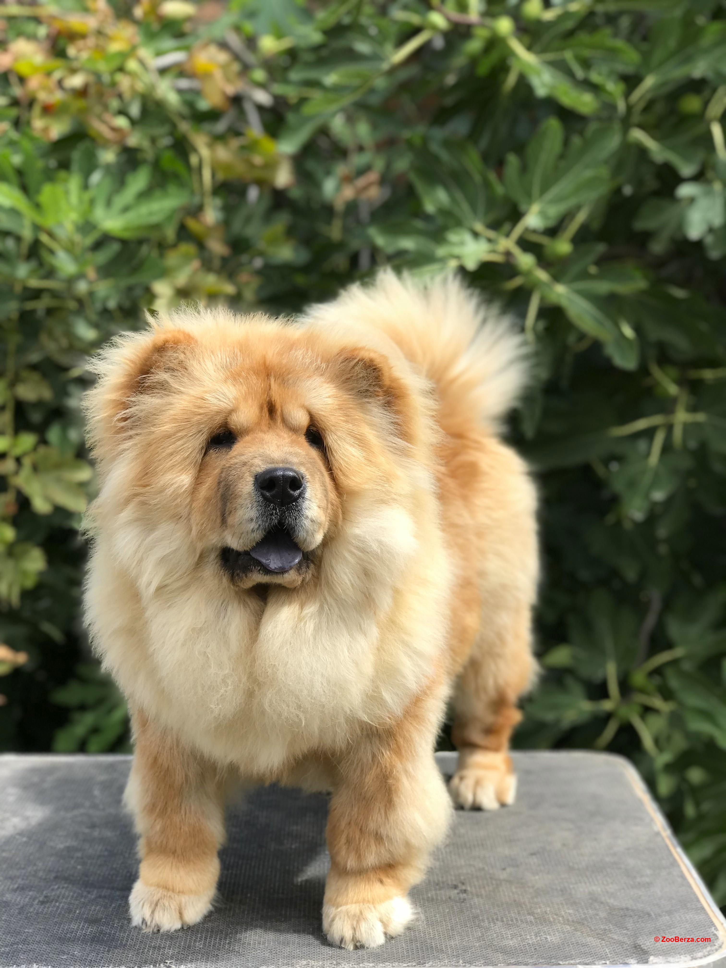 Chow Chow / Čau Čau štenci!