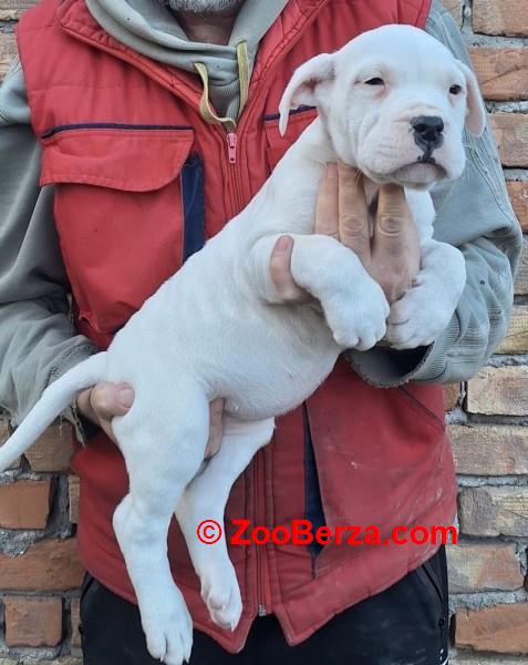 Dogo Argentino stenci