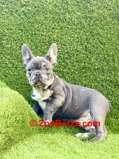 Prelepi štenci FRANCUSKOG Buldoga