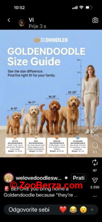 Goldendoodle prelepi štenci
