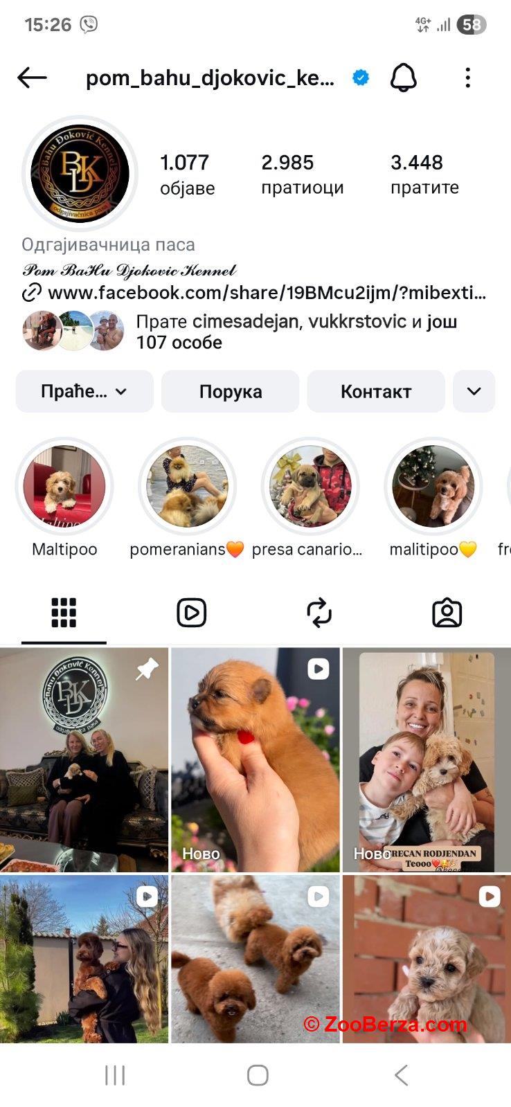 Crveni Cockapoo štenci