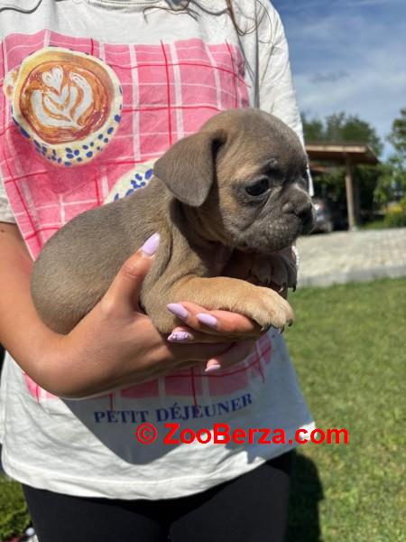 Francuski buldog štenci egzoticnih boja
