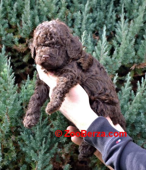 Lagotto Romagnolo štenci