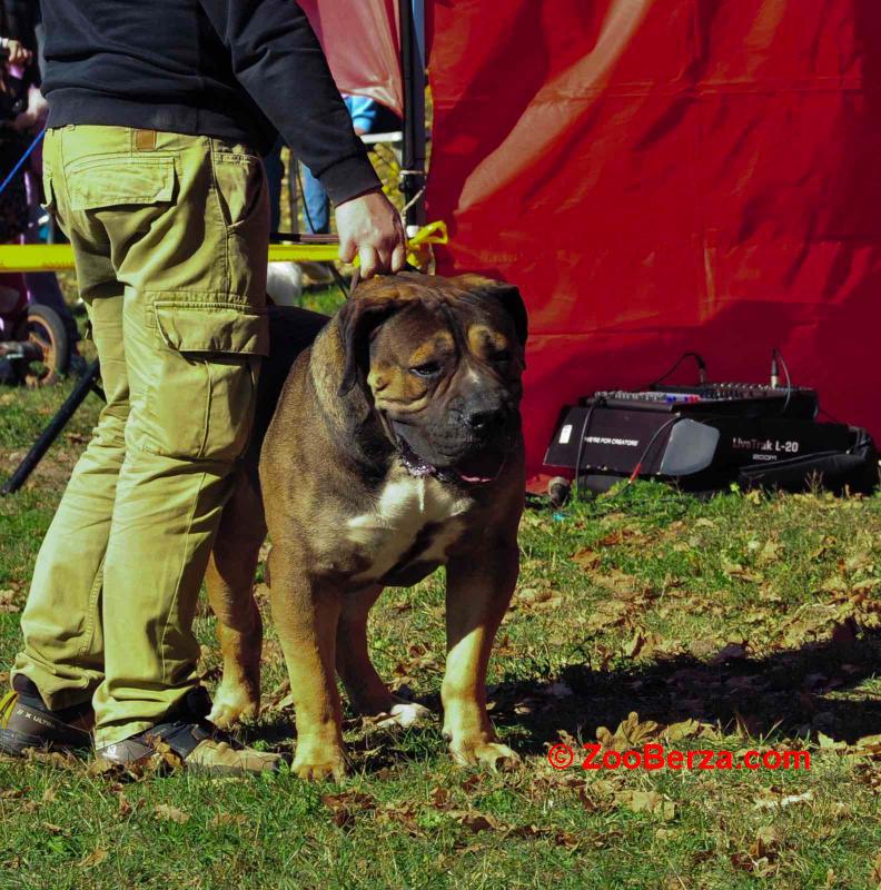 Južnoafrički mastif - Boerboel štenci