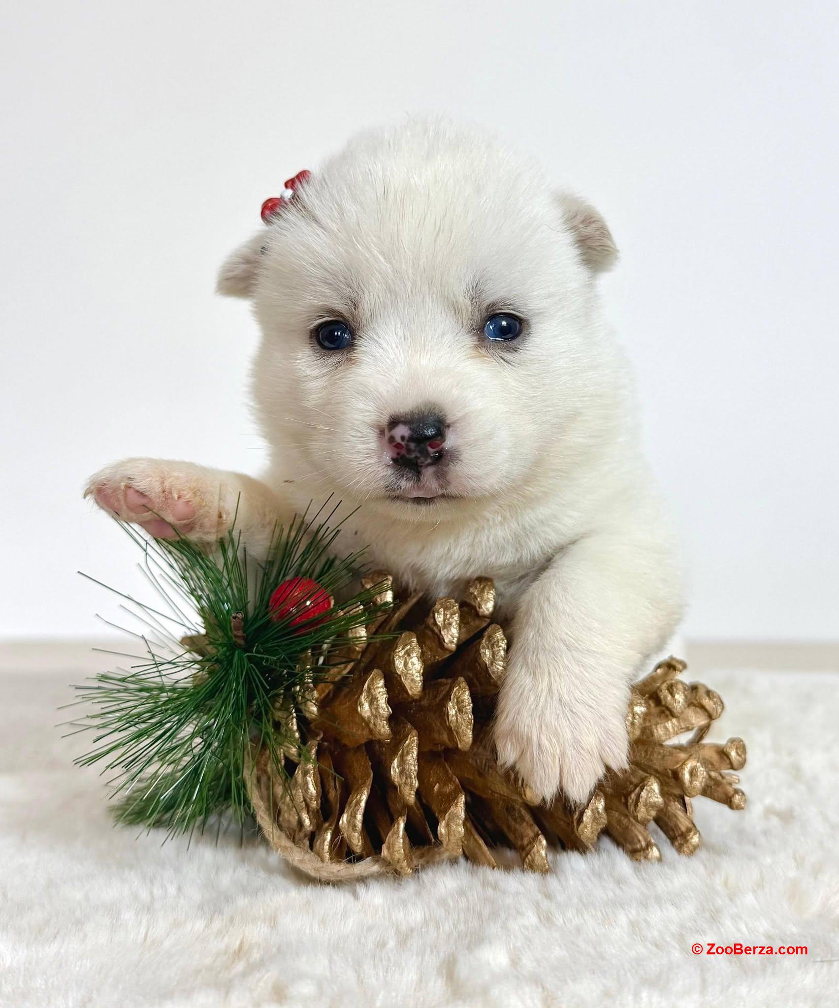 Pomsky-pomski (pomeranac + haski)
