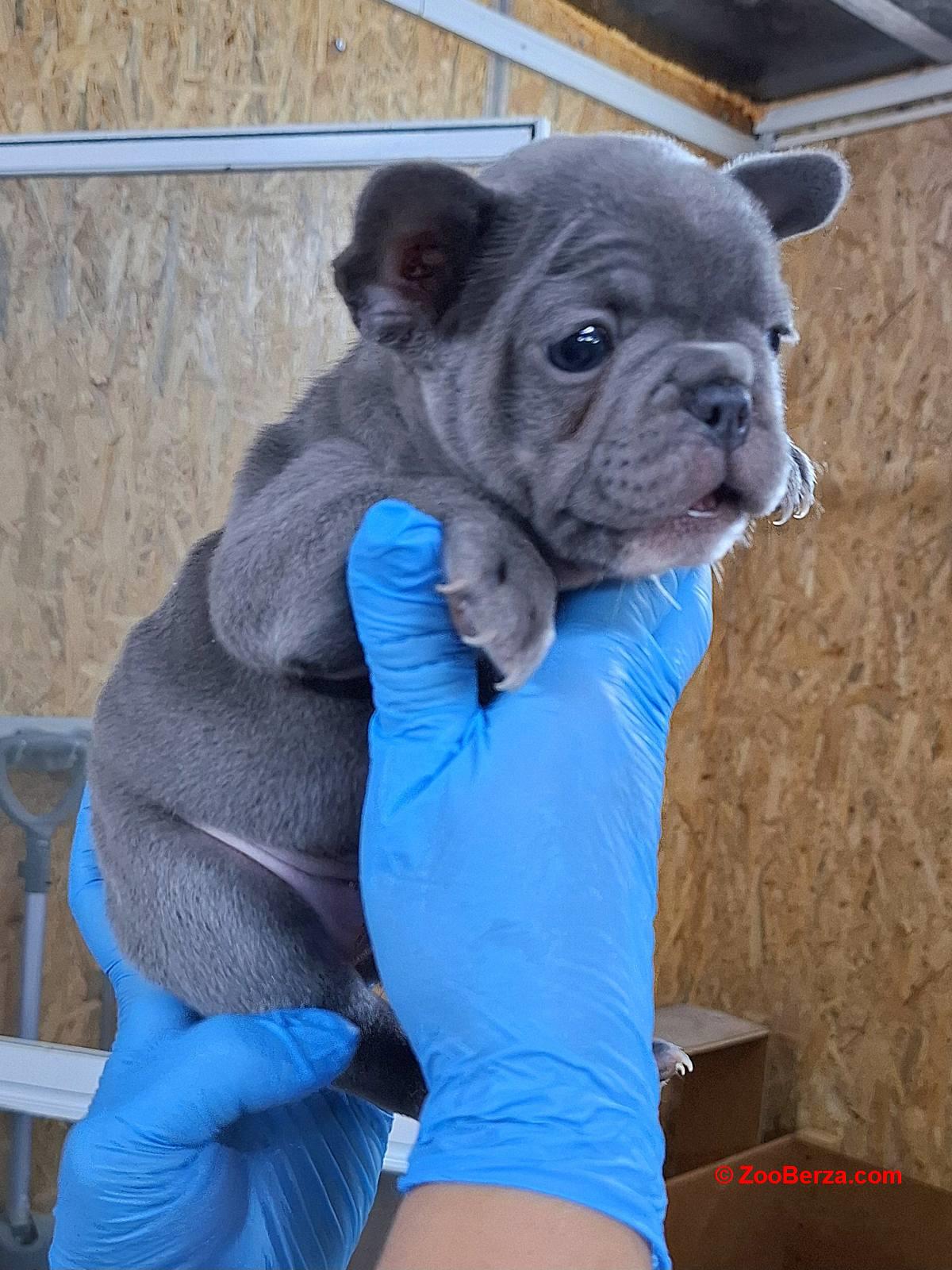 Egzoticni francuski buldog