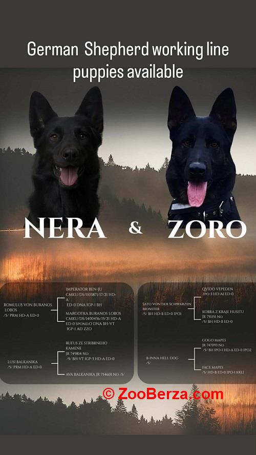 Radni nemački ovčari 