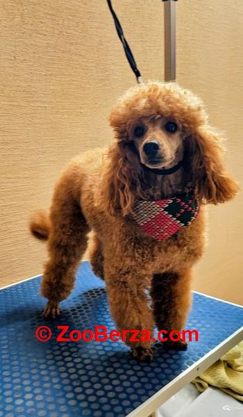 Crvena pudla, stenci