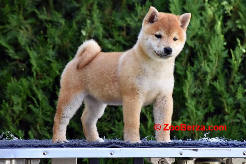 Shiba Inu / Šiba inu, štenci