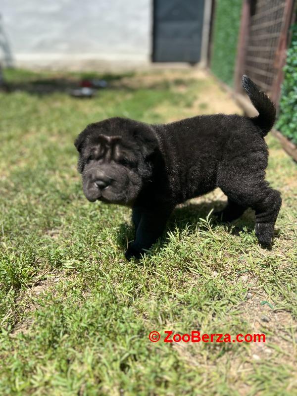 Shar pei – šar pej stenci