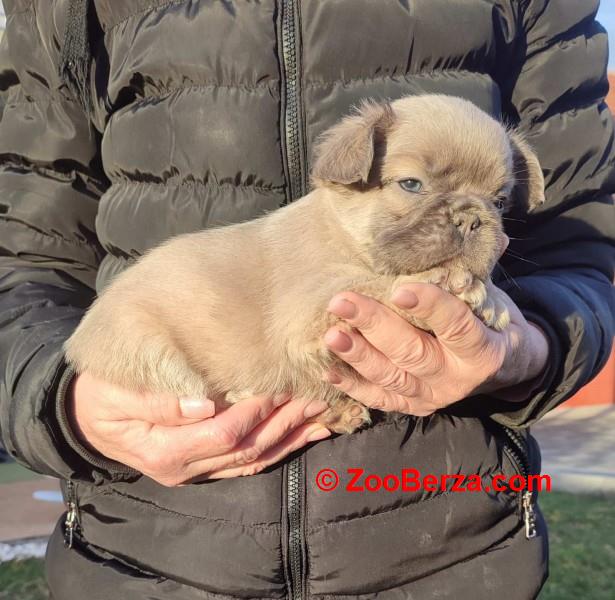 Francuski buldog štenci dugodlaki