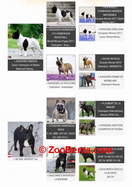 Francuski buldog,visokokvalitetno musko stene