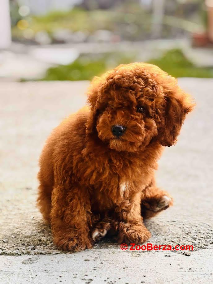 Crvena patuljasta pudla 