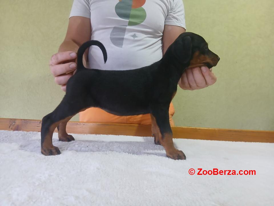 Vrhunski Doberman štenci 6 nedelja 