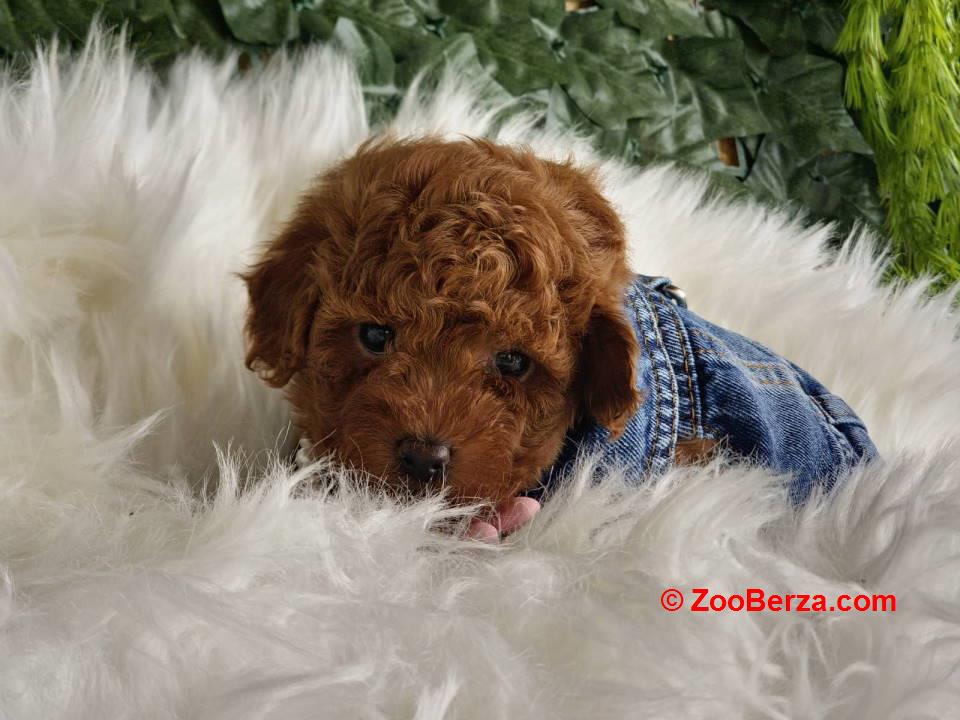 Nove bebice toy I mini pudle  