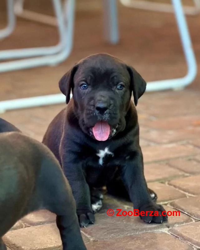 Rotvajler i Cane Corso štenci