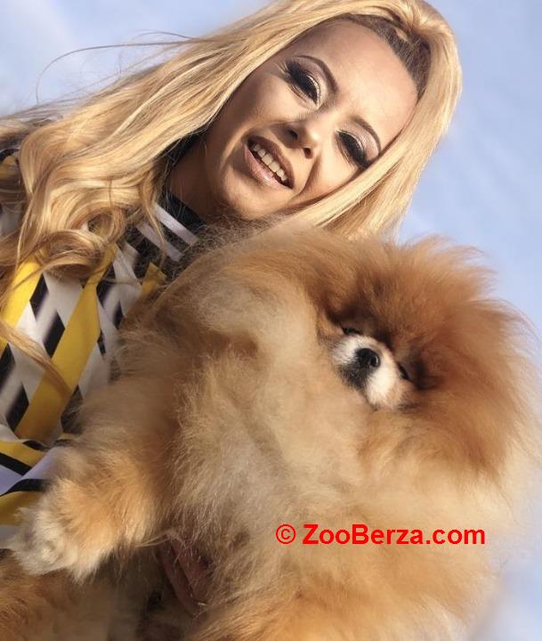 Pomeranski špic,Pomeranac,Pomeranian,Boo štenci
