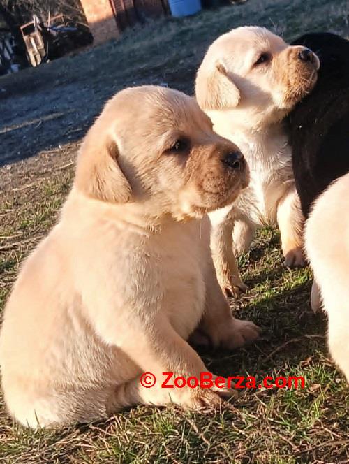 Žuti i crni LABRADOR štenci 