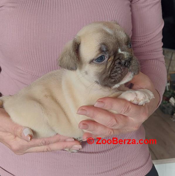 Francuski buldog štenci 