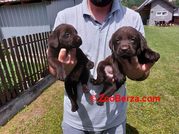 Labrador retriver, čokoladno leglo  