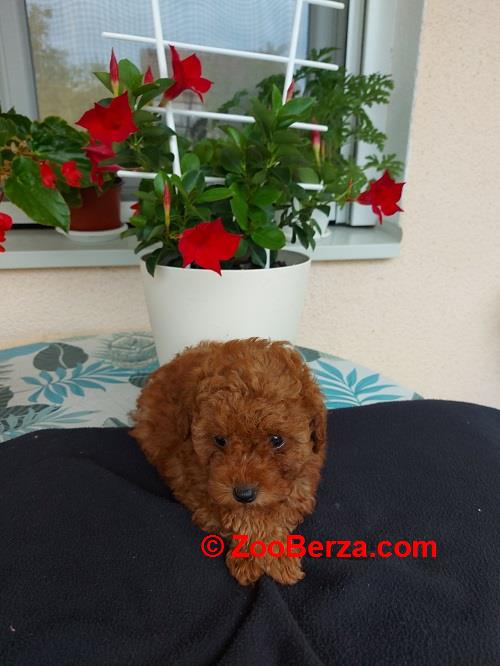 Toy teacup crvena pudla