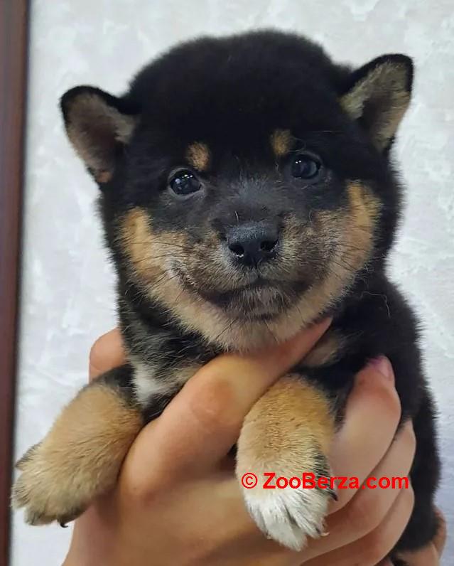 Akita inu i Shiba Inu štenci