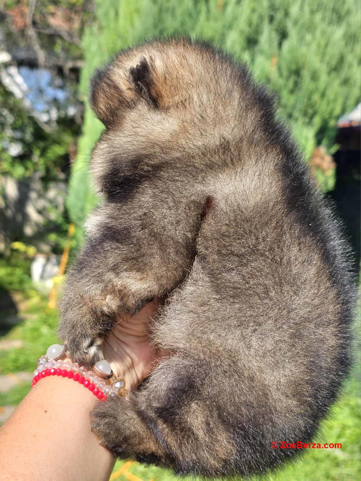 Pomeranac Boo