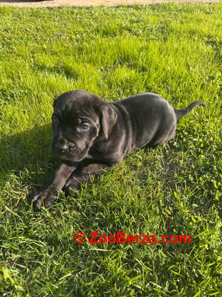 Cane Corso štenci