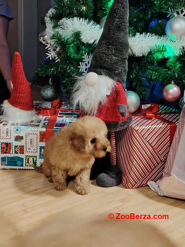 Na prodaju zenska dva steneta, patuljaste pudle, aprikot 