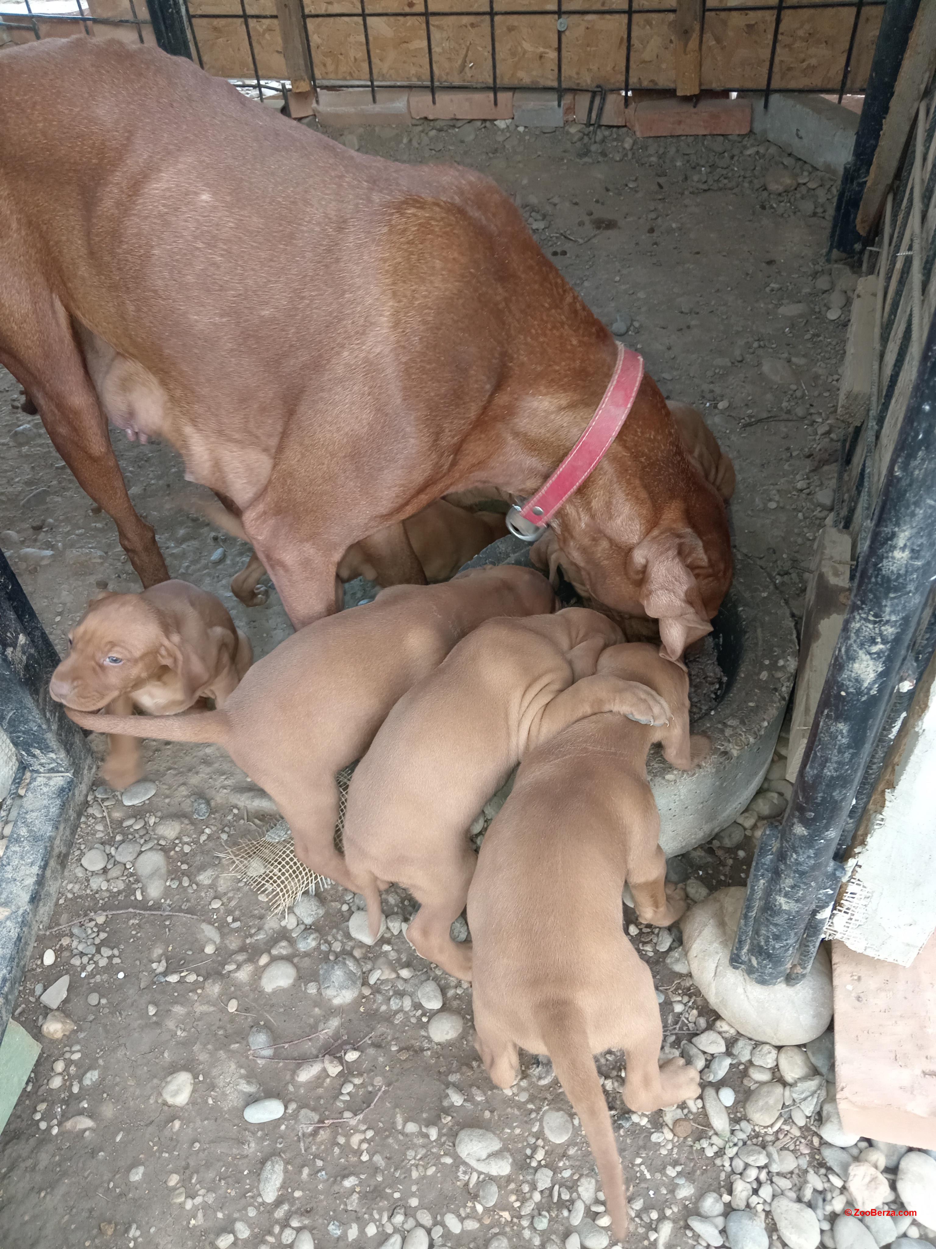 Madjarska vizla