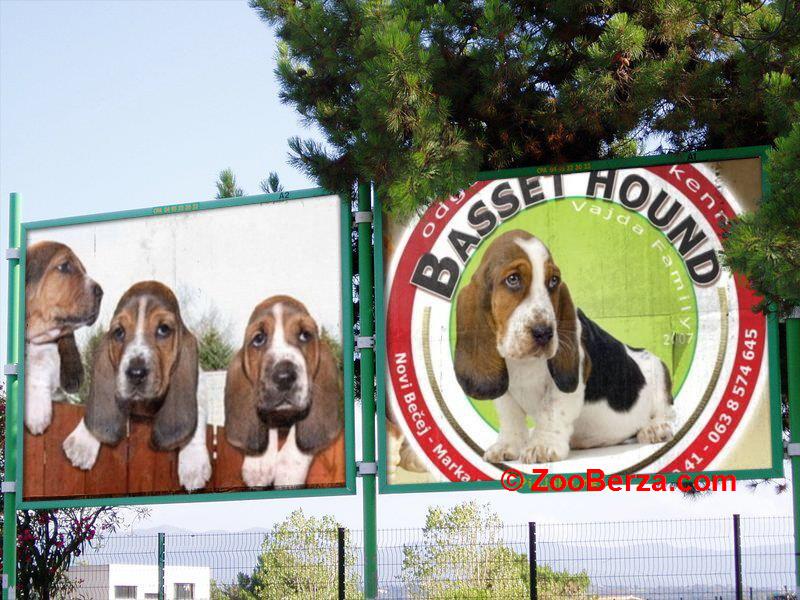 Baset Hound štenci!