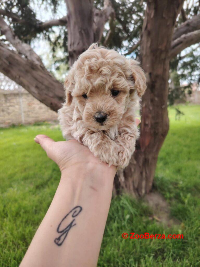 Maltipoo stenci