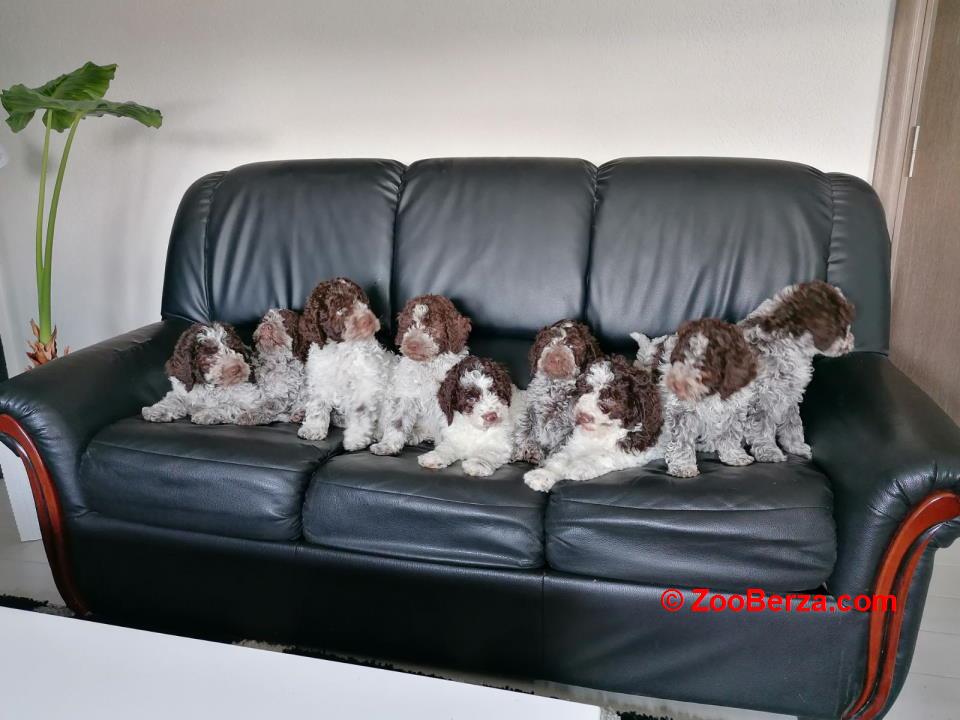 Dostupno novo leglo LAGOTTO ROMANJOLO 