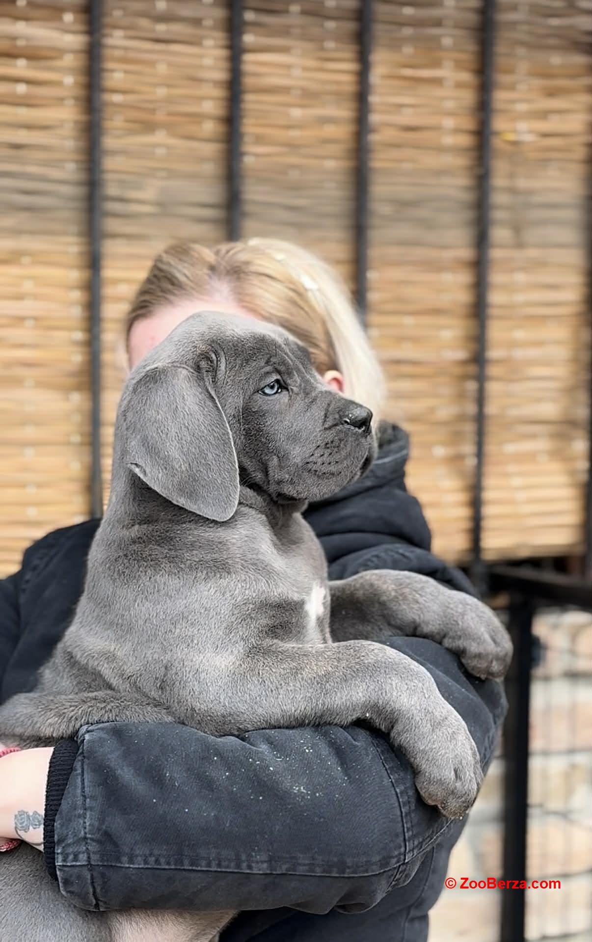 Cane Corso prelepi štenci