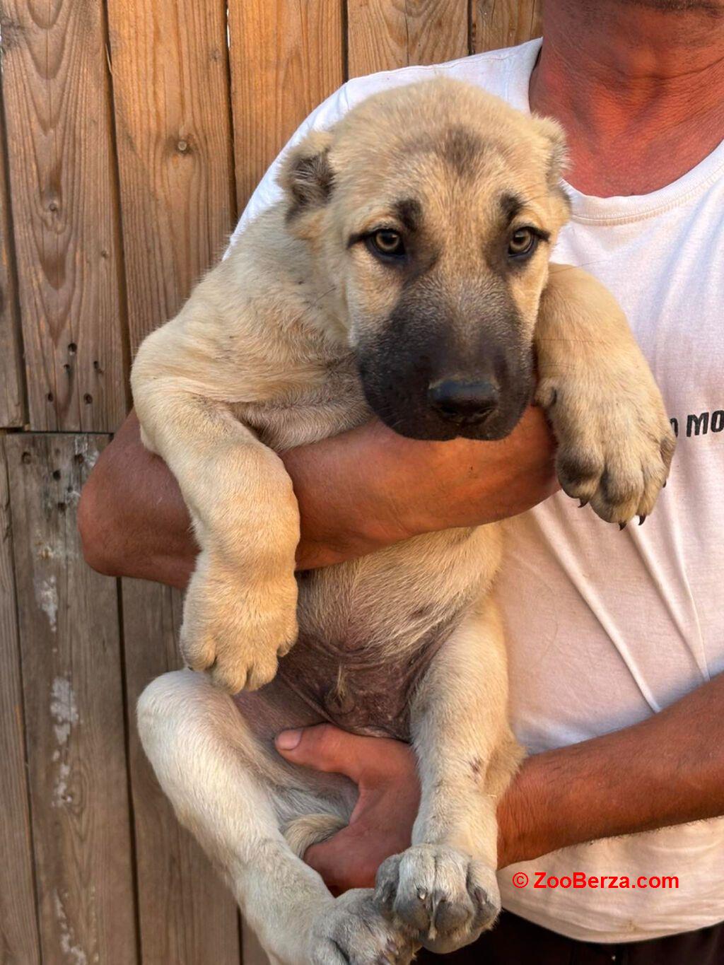 Kangal stenci