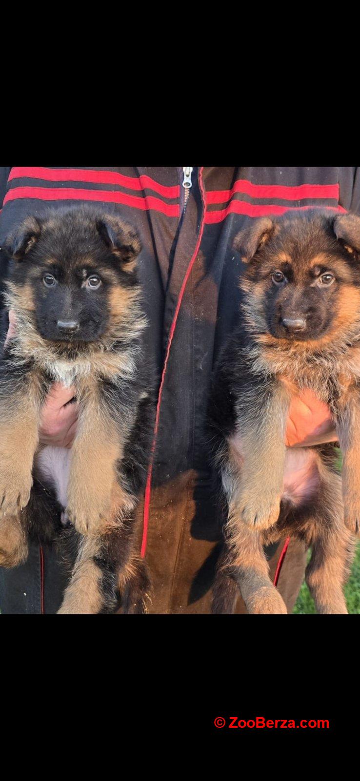 Nemački Ovčari  ženska štenad