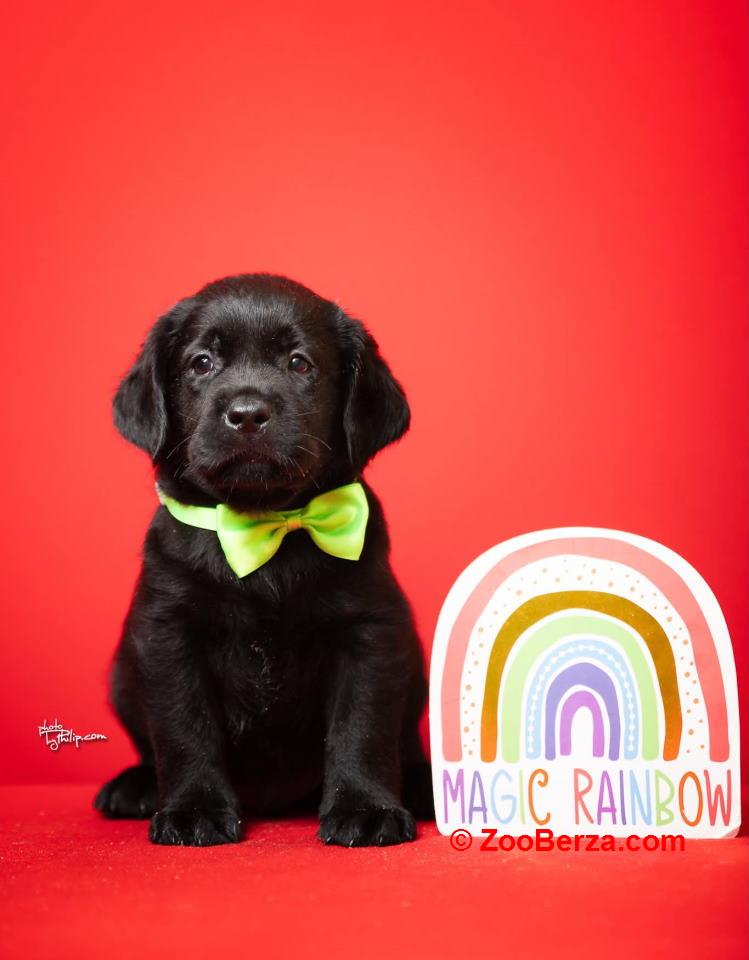 Crni i braon mužjak Labrador retrivera 